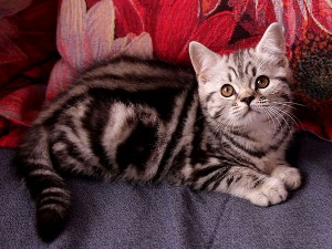 Серебристый мраморный табби окрас британских кошек: фото галерея, стандарт породы, виды окрасов. Серебристые мраморные табби британские кошки, коты, котята. Британцы серебристые мраморные табби (мрамор на серебре).